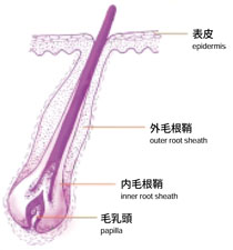 The hair and hair follicle