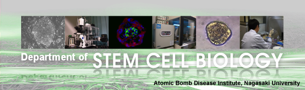Department of STEM CELL BIOLOGY, Atomic Bomb Disease Institute, Nagasaki University