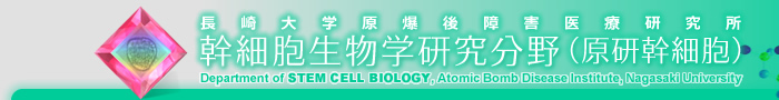 長崎大学原爆後障害医療研究所 幹細胞生物学研究分野（原研幹細胞）