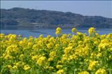 3月菜の花 【長崎西海 四本堂公園】