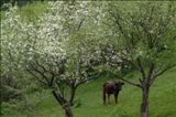 5月リンゴの花 【カザフスタン】